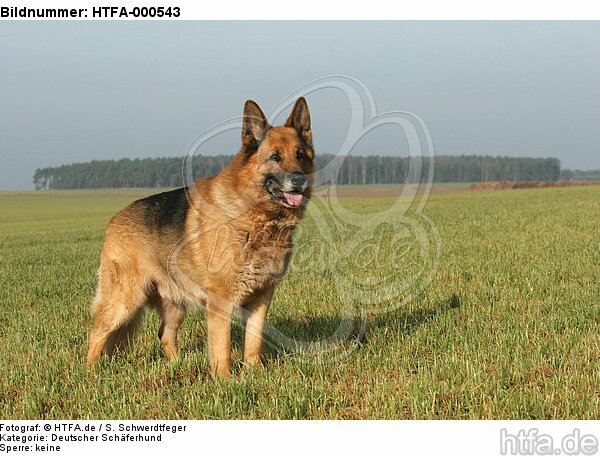stehender Deutscher Schäferhund / standing German Shepherd / HTFA-000543