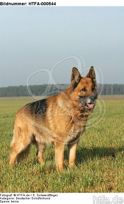 stehender Deutscher Schäferhund / standing German Shepherd / HTFA-000544