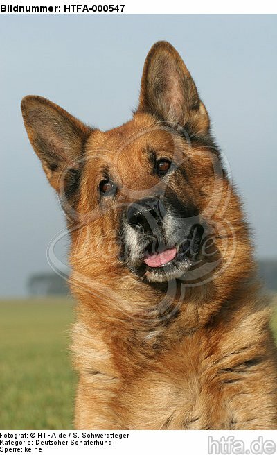 Deutscher Schäferhund Portrait / German Shepherd Portrait / HTFA-000547