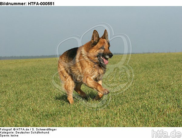 rennender Deutscher Schäferhund / running German Shepherd / HTFA-000551