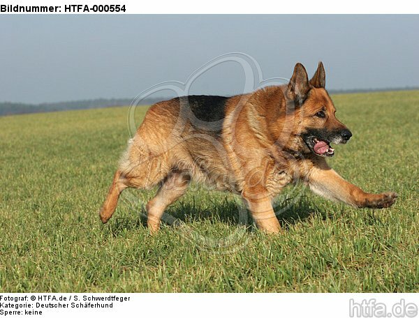 rennender Deutscher Schäferhund / running German Shepherd / HTFA-000554