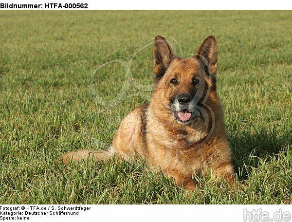 liegender Deutscher Schäferhund / lying German Shepherd / HTFA-000562