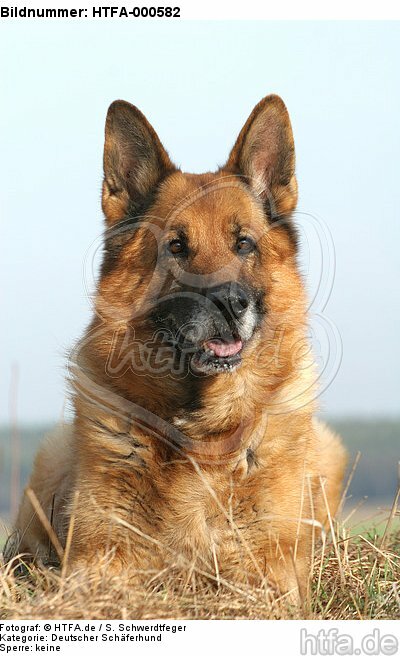 liegender Deutscher Schäferhund / lying German Shepherd / HTFA-000582