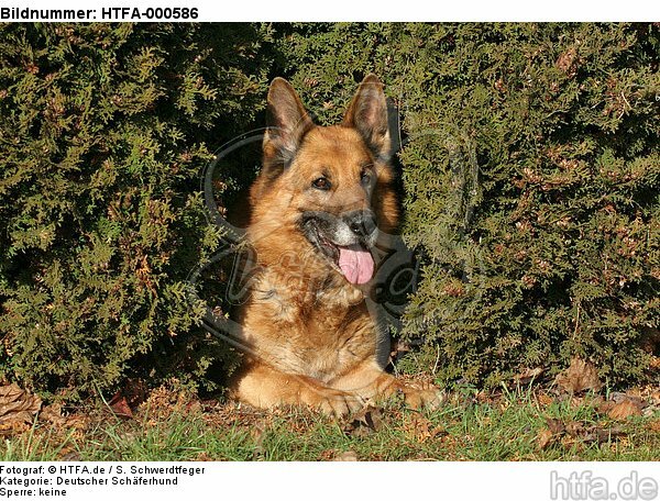 liegender Deutscher Schäferhund / lying German Shepherd / HTFA-000586