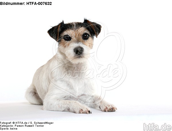 Parson Russell Terrier / HTFA-007632