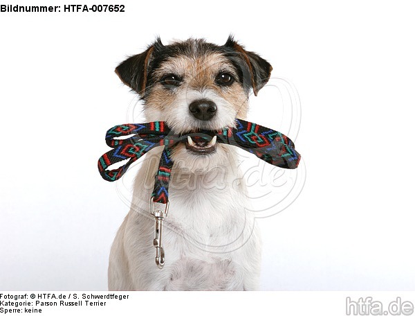 Parson Russell Terrier / HTFA-007652