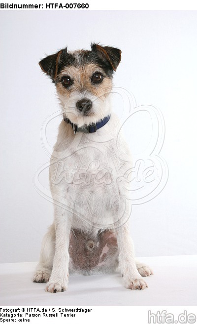 Parson Russell Terrier / HTFA-007660
