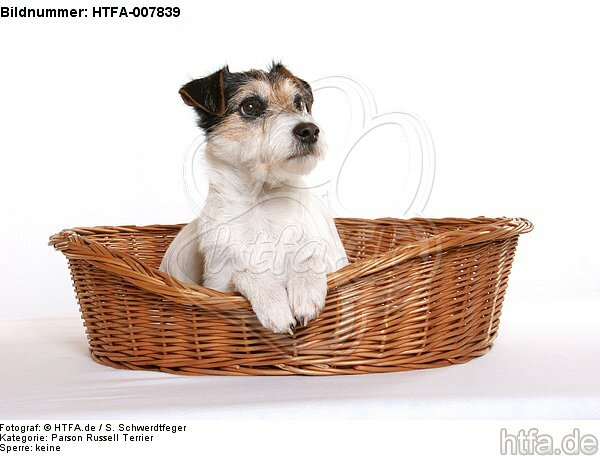 Parson Russell Terrier / HTFA-007839