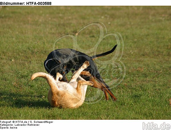 Labrador Retriever und Dobermann / Labrador Retriever und Doberman Pinscher / HTFA-003588