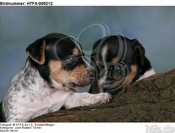 Jack Russell Terrier Welpen / jack russell terrier puppies / HTFA-005212