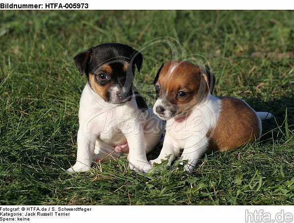 Jack Russell Terrier Welpen / jack russell terrier puppies / HTFA-005973