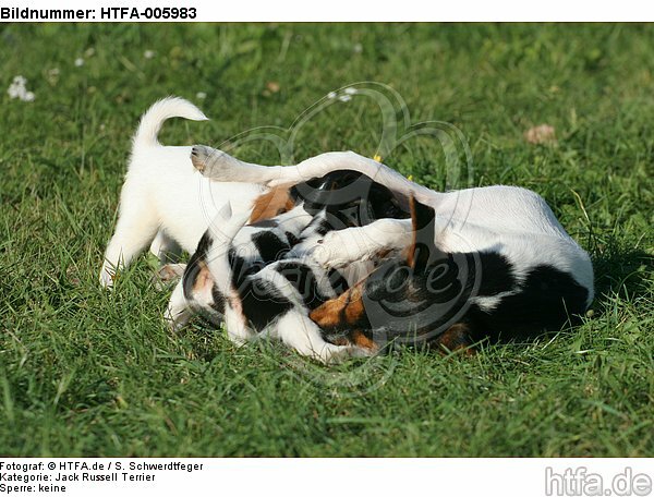 Jack Russell Terrier / HTFA-005983
