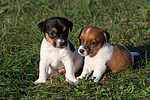 Jack Russell Terrier Welpen / jack russell terrier puppies