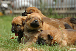 Harzer Fuchs Welpen / Harzer Fuchs puppies
