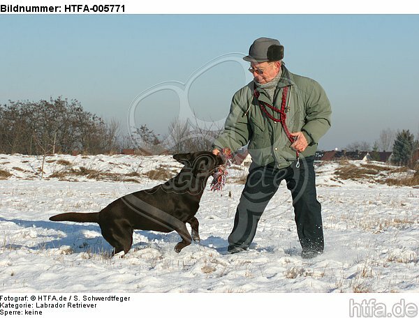 Labrador Retriever / HTFA-005771