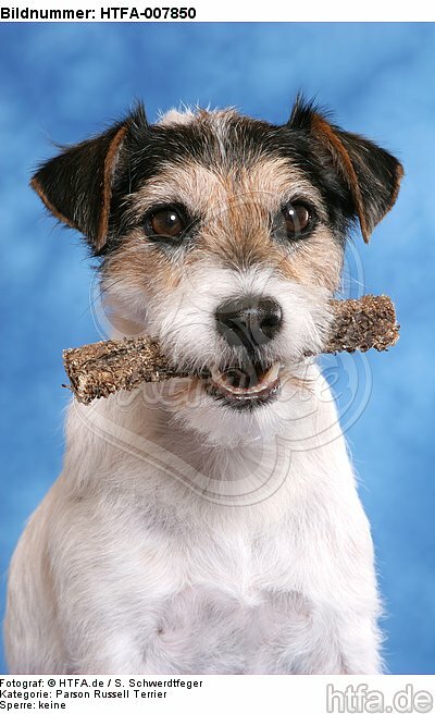 Parson Russell Terrier / HTFA-007850