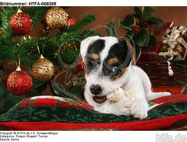 Parson Russell Terrier Welpe zu Weihnachten / PRT puppy at christmas / HTFA-008265