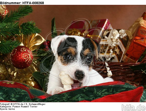 Parson Russell Terrier Welpe zu Weihnachten / PRT puppy at christmas / HTFA-008268