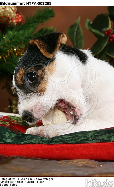 Parson Russell Terrier Welpe zu Weihnachten / PRT puppy at christmas / HTFA-008289