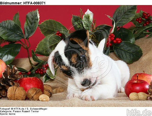 Parson Russell Terrier Welpe zu Weihnachten / PRT puppy at christmas / HTFA-008371