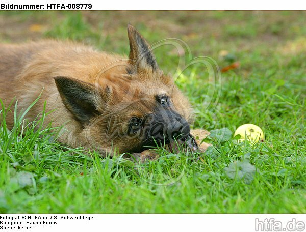 fressender Harzer Fuchs Welpe / eating Harzer Fuchs puppy / HTFA-008779