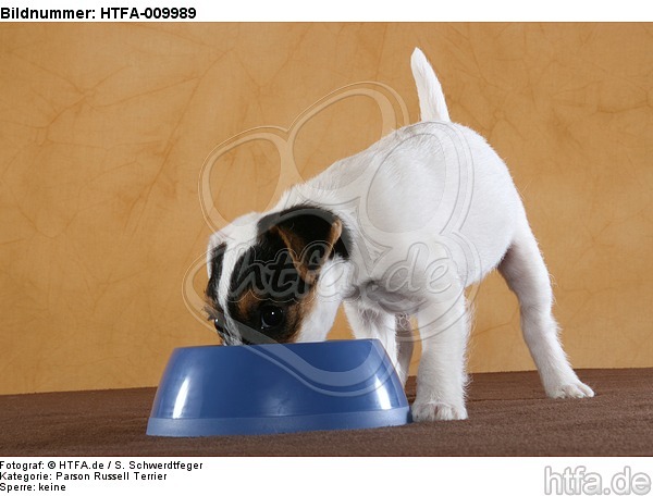 fressender Parson Russell Terrier Welpe / eating PRT puppy / HTFA-009989