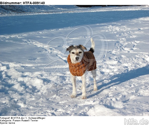 Parson Russell Terrier im Schnee / PRT in snow / HTFA-009140