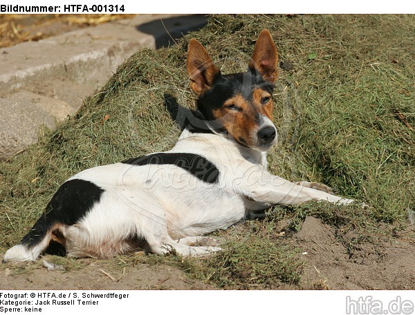 Jack Russell Terrier / HTFA-001314