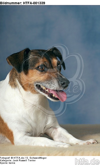 Jack Russell Terrier / HTFA-001339