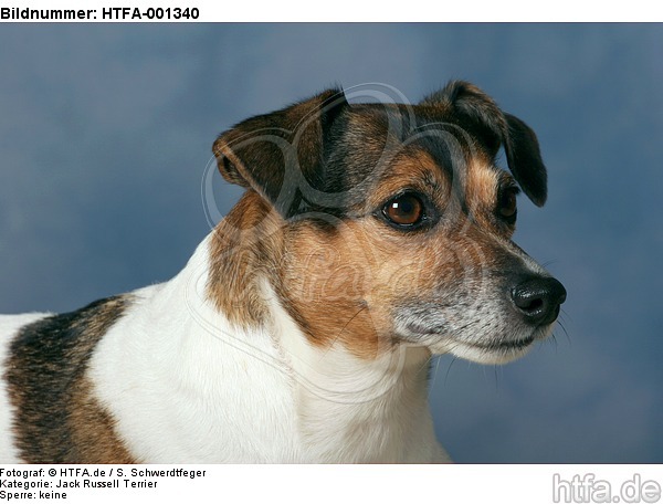 Jack Russell Terrier / HTFA-001340