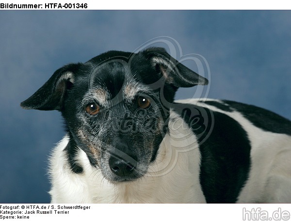 Jack Russell Terrier / HTFA-001346