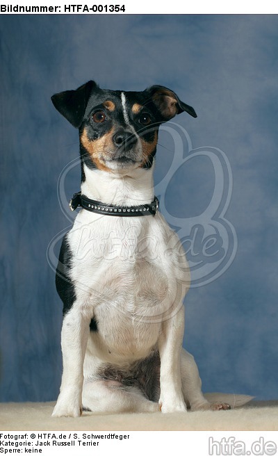 Jack Russell Terrier / HTFA-001354