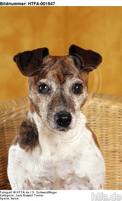 Jack Russell Terrier / HTFA-001547
