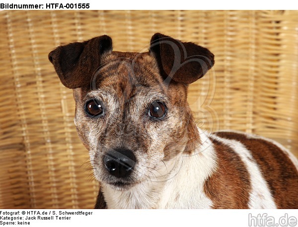 Jack Russell Terrier / HTFA-001555