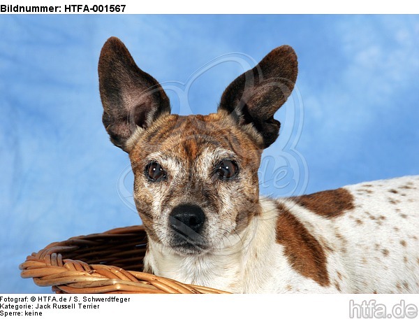 Jack Russell Terrier / HTFA-001567