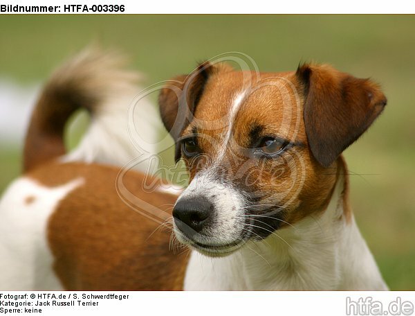 Jack Russell Terrier / HTFA-003396