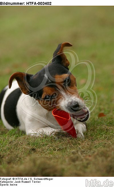 Jack Russell Terrier / HTFA-003402