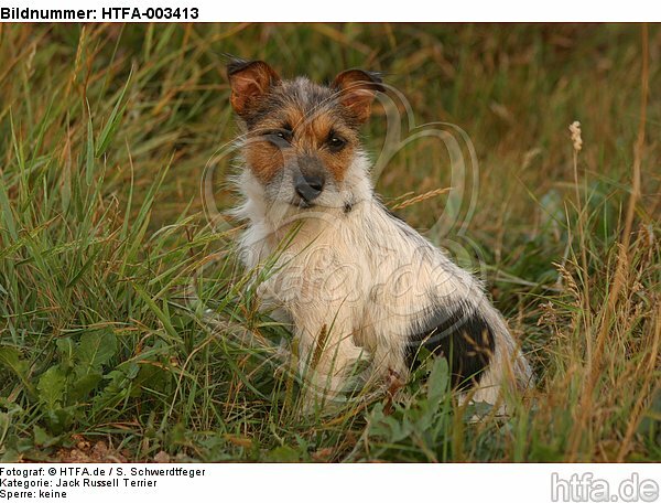 Jack Russell Terrier / HTFA-003413