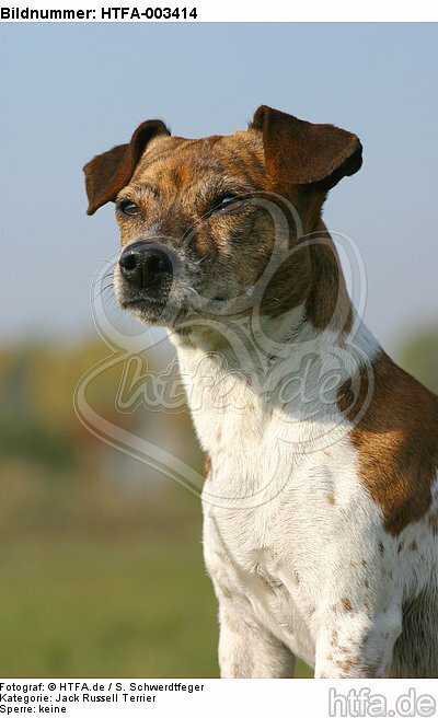Jack Russell Terrier / HTFA-003414