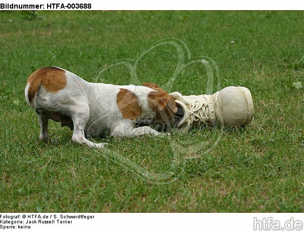 Jack Russell Terrier / HTFA-003688