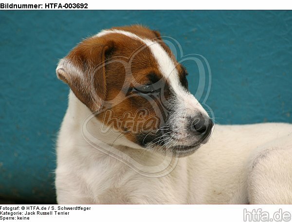 Jack Russell Terrier Welpe / Jack Russell Terrier puppy / HTFA-003692