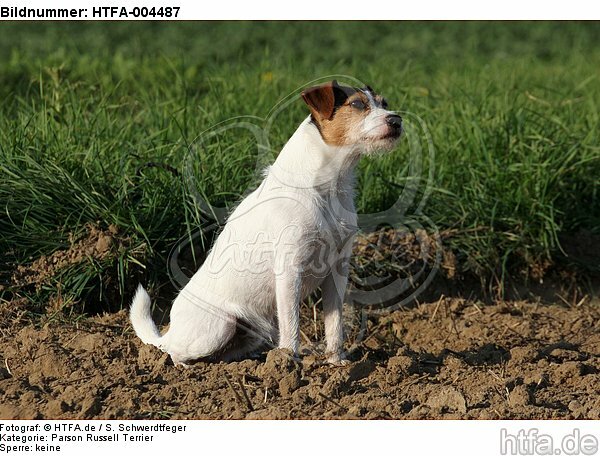 Parson Russell Terrier / HTFA-004487