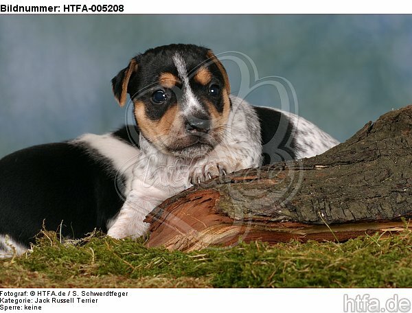 Jack Russell Terrier Welpe / jack russell terrier puppy / HTFA-005208