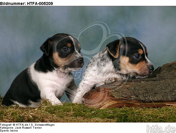 Jack Russell Terrier Welpen / jack russell terrier puppies / HTFA-005209