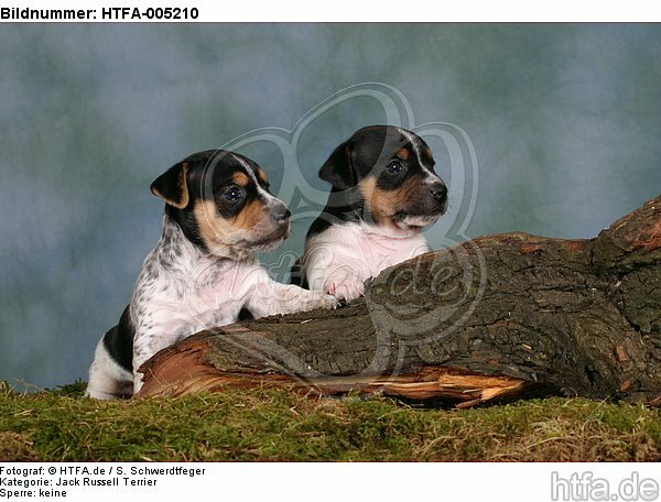 Jack Russell Terrier Welpen / jack russell terrier puppies / HTFA-005210