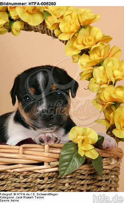 Jack Russell Terrier Welpe / jack russell terrier puppy / HTFA-005260