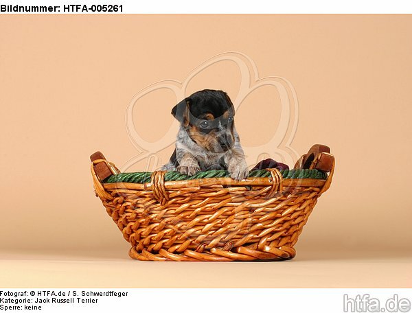 Jack Russell Terrier Welpe / jack russell terrier puppy / HTFA-005261