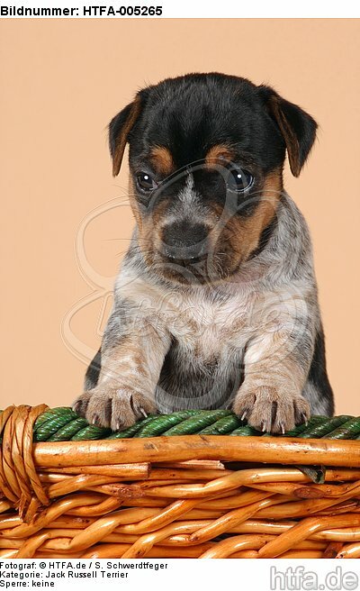 Jack Russell Terrier Welpe / jack russell terrier puppy / HTFA-005265