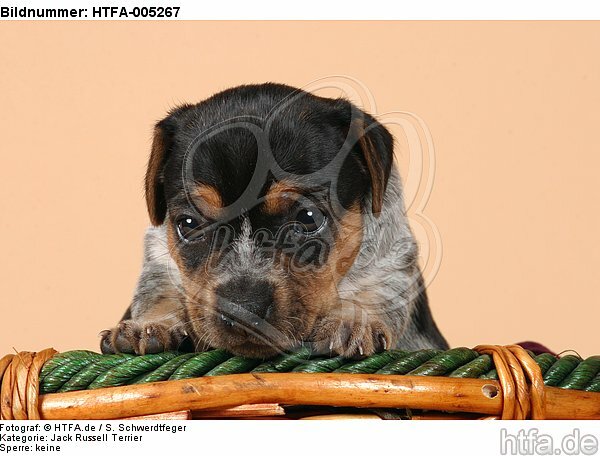 Jack Russell Terrier Welpe / jack russell terrier puppy / HTFA-005267