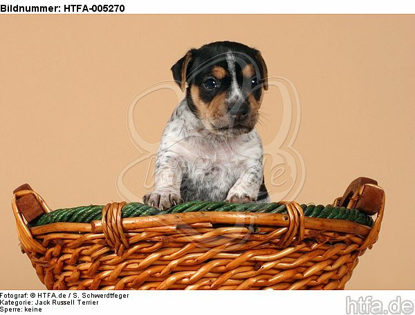 Jack Russell Terrier Welpe / jack russell terrier puppy / HTFA-005270